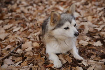 portrait of a cute dog with a fox nose on the background of autumn foliage in the forest