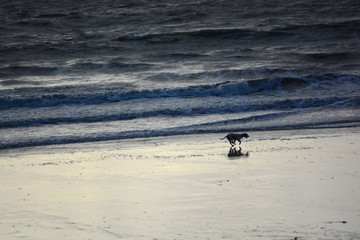 Dog frolics along the waters edge as the sun goes down