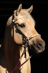 American Quarter Horse Stute