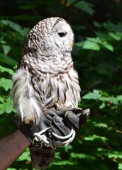 closeup of a  Barred Owl on a trainers gloved hand 