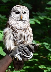 closeup of a  Barred Owl on a trainers gloved hand 