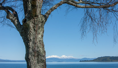 Obraz na płótnie Canvas Lake Taupo New Zealand Tree