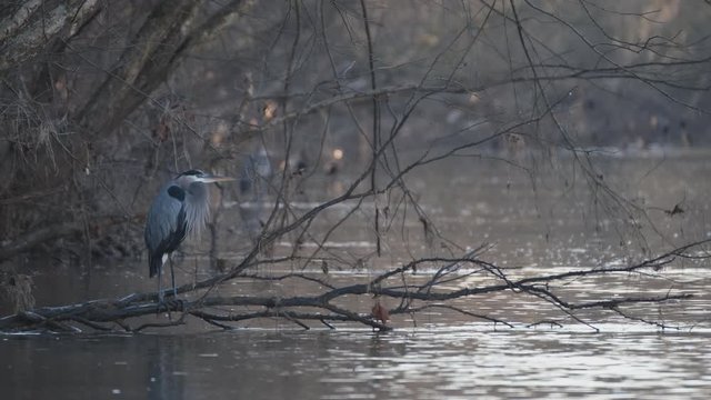 Great Blue Heron Hunts for Fish at the outfall river of the Jordan Lake Recreation Area Dam in North Carolina