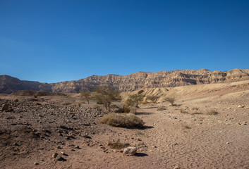 Tree in Timna Park