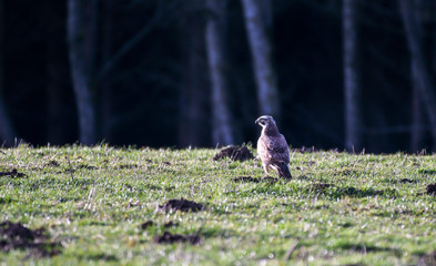 buzzard standing in a meadow