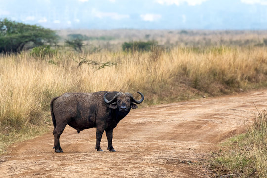 Male buffalo in Nairobi National park, Kenya