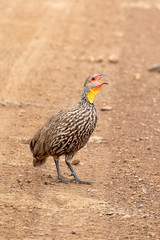 A calling yellow-necked spurfowl in Nairobi National Park