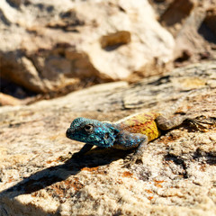 Southern Rock Agama Lizard