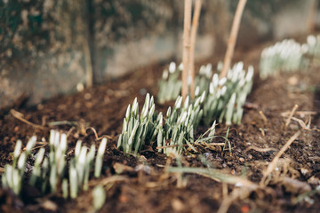the first flowers of snowdrops in early January. abnormal climate change. the photo is made in Ukraine