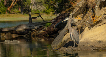 Pacific NW Puget Sound: Great Blue Heron hunting on shoreline of Sucia Island in Suan Juan Islands