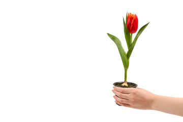 Tulip in a pot in woman hands isolated on white.