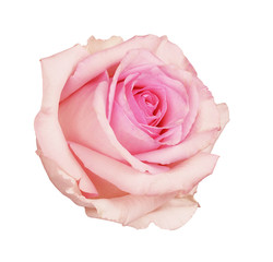 Closeup of pink rose flower