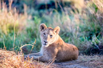 Lioness resting in the early morning sunlight of the Masai Mara