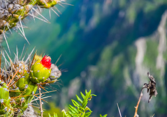 Red cactus flower close up with copy scape in Colca canyon in Peru