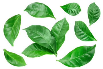 Green coffee leaves isolated on a white background. Set or collection