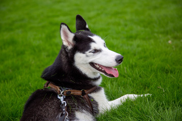 young husky enjoying herself on a grass field.