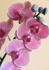 rosa Orchidee - pink orchid