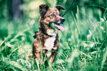 Portrait of a dog on a walk in retro style.