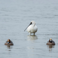 Black-faced Spoonbill at waterland in shenzhen,china.