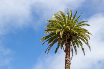 Phoenix palm against blue sky