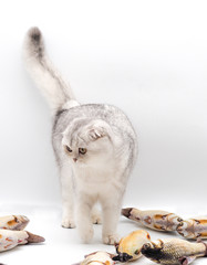 portrait of white cat scottish fold