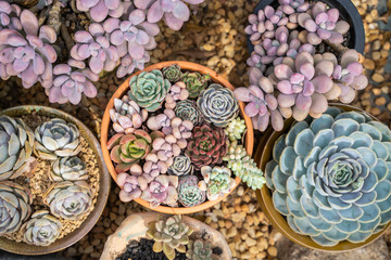 Rectangular arrangement of succulents; cactus succulents in a planter