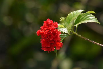 Red flowers bloom with a few leaves and green stems in the morning in the garden