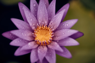 Obraz na płótnie Canvas Magic water lily with water drops