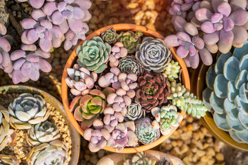 Rectangular arrangement of succulents; cactus succulents in a planter