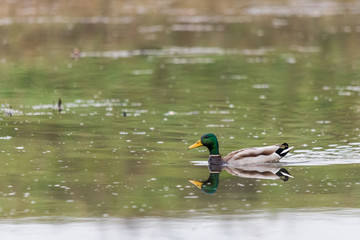 A wild male mallard in a lake