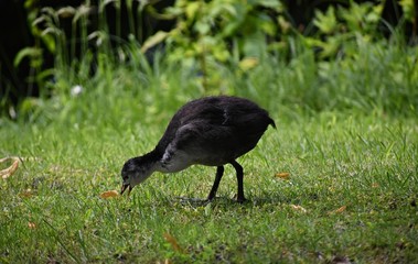 Baby Eurasian coot on green grass in the park.