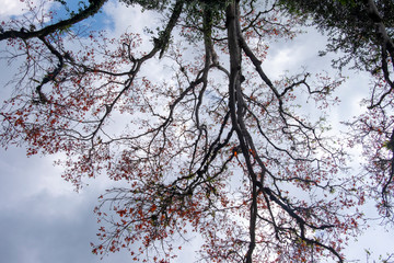 ramas de árbol con hojas de colores naranjas contra en cielo