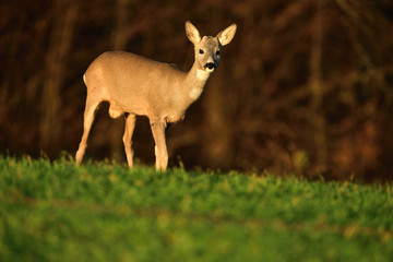 Young roe deer with without antler watching on the enemy on meadow 