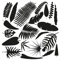 Set of leaves of different shapes in flat style. Clipart of black exotic and tropical leaves.