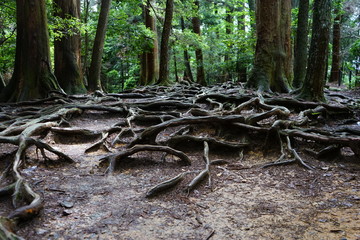 木の根道