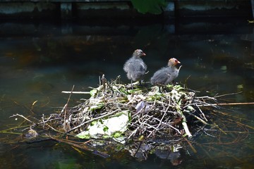 Two Eurasian coot babies on nest on water, in the park.