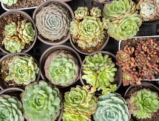 Rectangular arrangement of succulents; cactus succulents in a planter