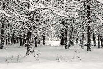 Snow covered trees in a field.
