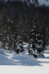 Enchanting winter scene with fir and larch trees with blue sky at Passo San Pellegrino in the Italian Dolomites. Val di Fiemme. Italy.