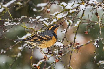 Varied thrush in a snowy tree.