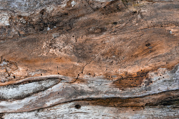 Old dry wood texture grey brown