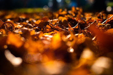Dry tree leaves on in soil, old, autumn concept and warmth.