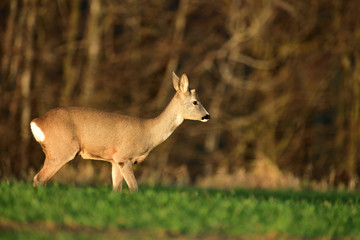 Herd of roedeer on the pasture graze grass in autumn before winter