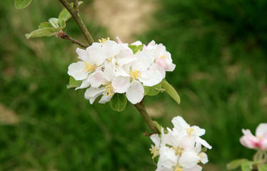 Profusely flowering young apple tree in a village home orchard. Spring awakening.