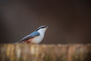 Vigilant nuthatch at the feeder