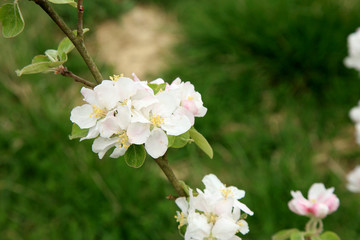 Profusely flowering young apple tree in a village home orchard. Spring awakening.