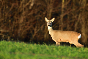 Young roe deer with without antler watching on the enemy on meadow 
