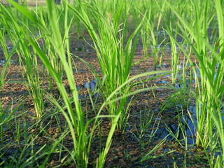 Close up seedlings of rice in rice fields.