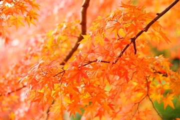 紅葉
