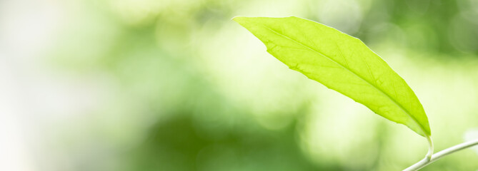 Fototapeta na wymiar Close up of nature view green leaf on blurred greenery background under sunlight with bokeh and copy space using as background natural plants landscape, ecology cover concept.